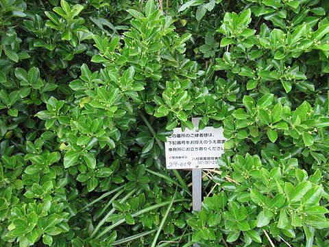 縁故者に対する立て看板